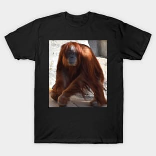 Orangutan T-Shirt